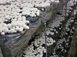 Top mushroom consultancy in India