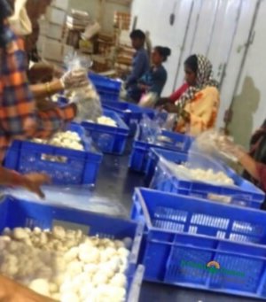 mushroom farming in India