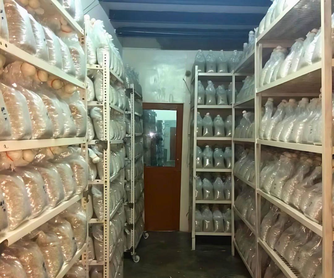 Commercial Mushroom Spawn Laboratory in India