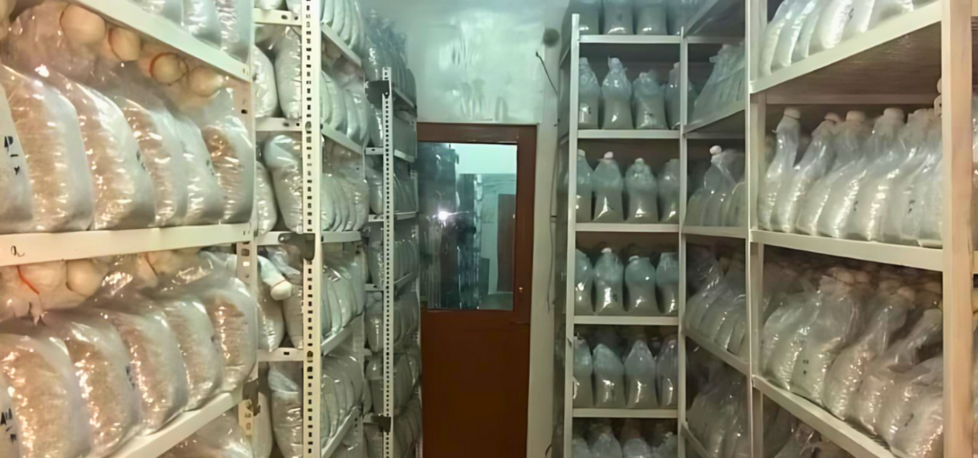 Commercial Mushroom Spawn Laboratory in India