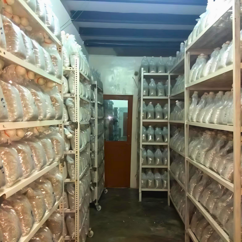 Mushroom-Lab-setup