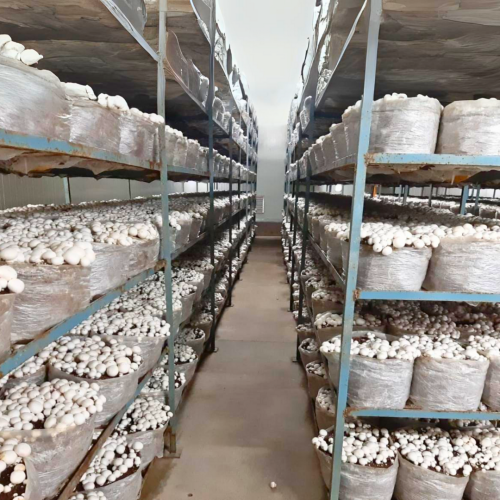 Mushroom-Unit-setup