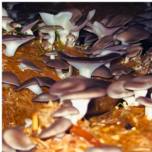 Mushroom-farming-for-FPOs-and-entrepreneurs