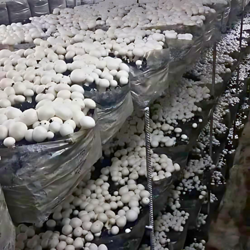 Top-mushroom-consultancy-in-India